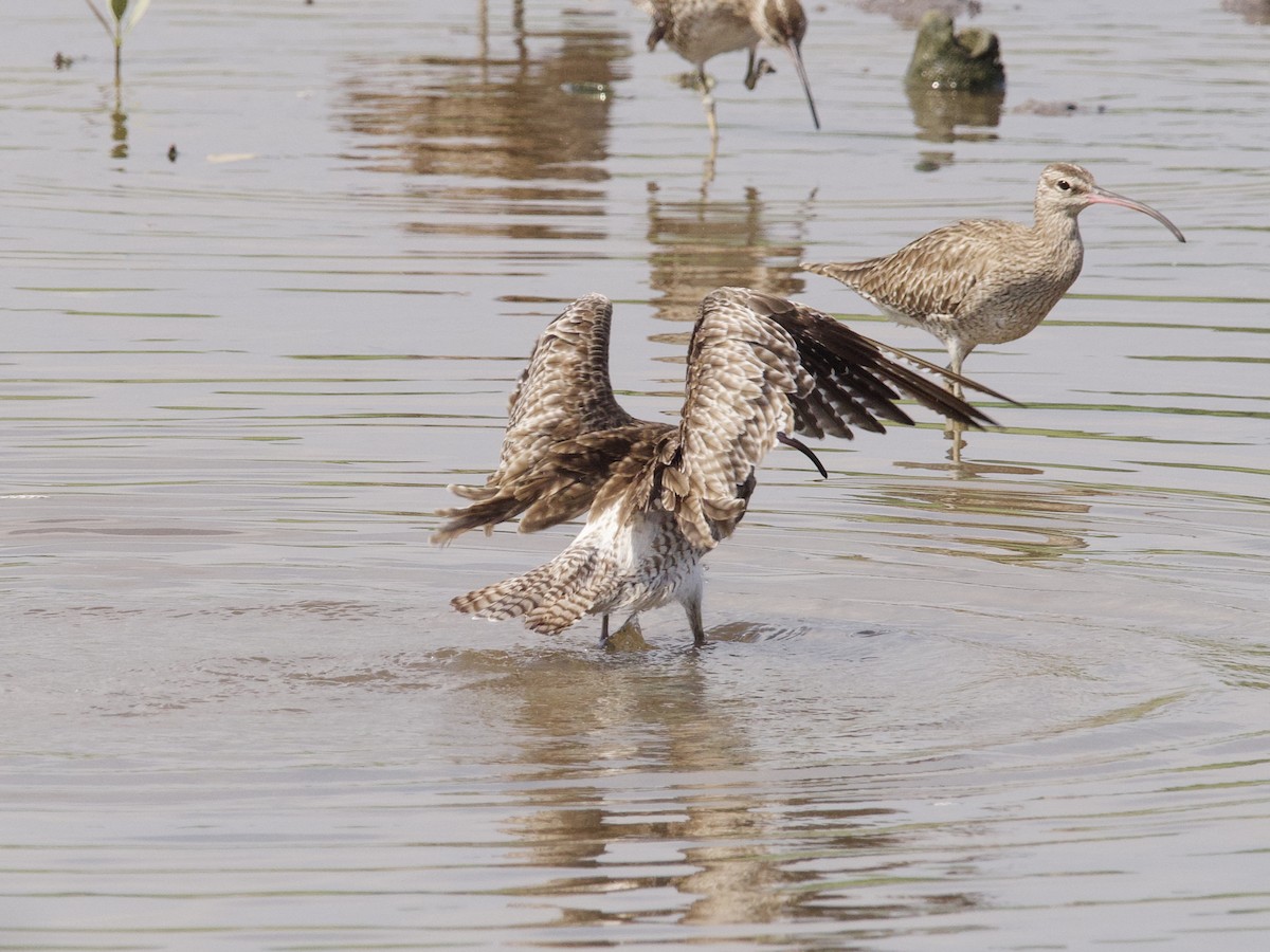 Кульон середній - ML647479564