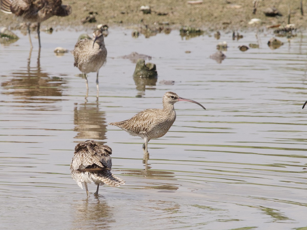 Кульон середній - ML647479565