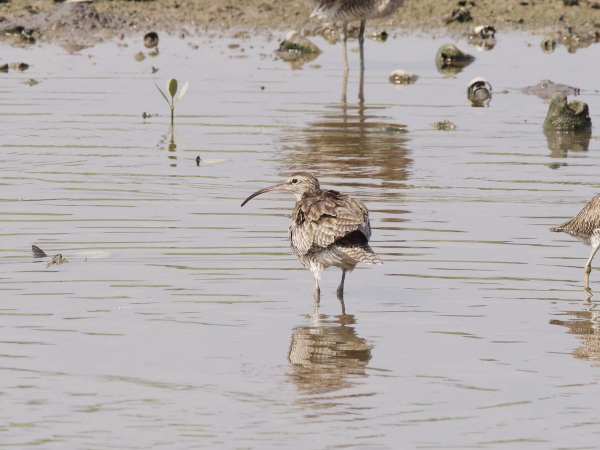 Кульон середній - ML647479566