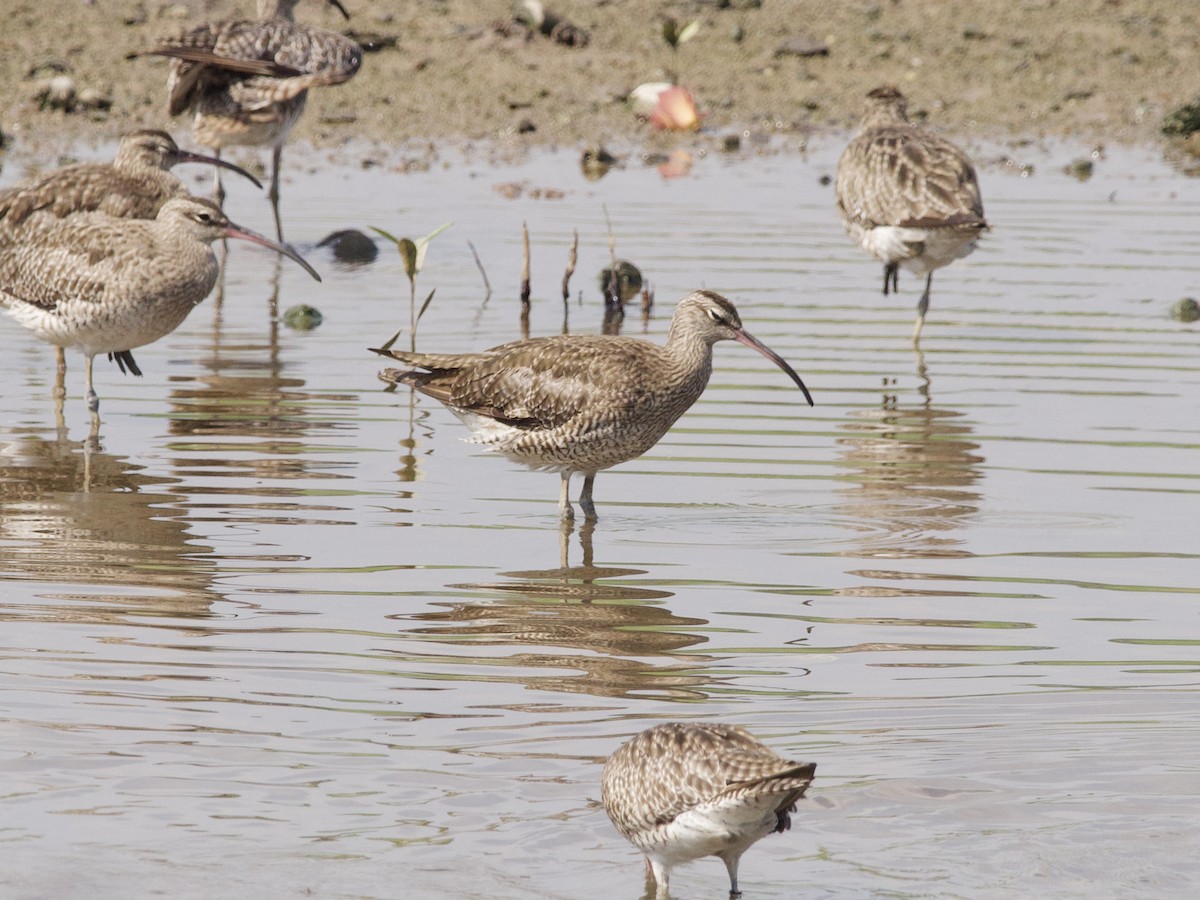 Кульон середній - ML647479568