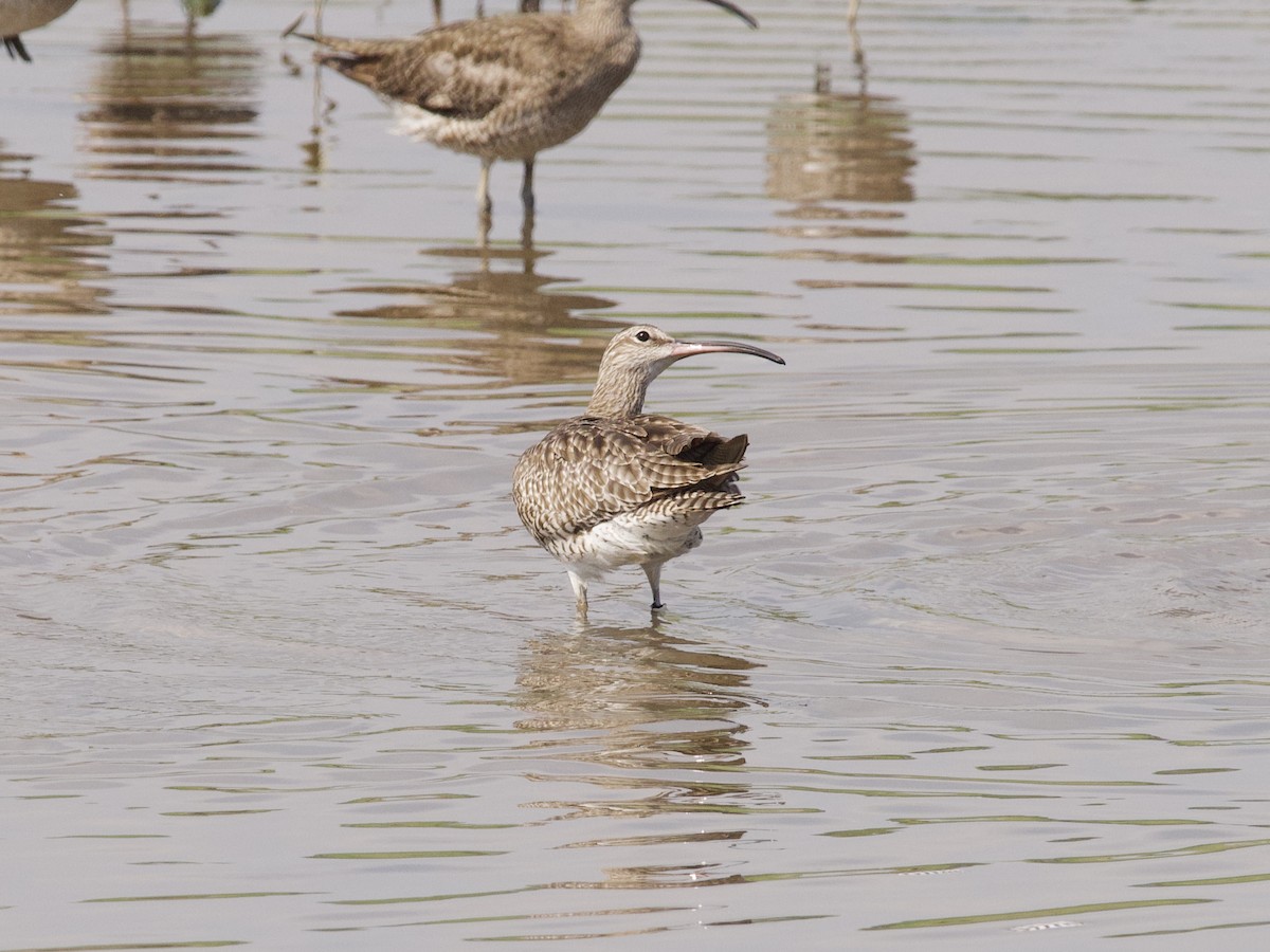 Кульон середній - ML647479569