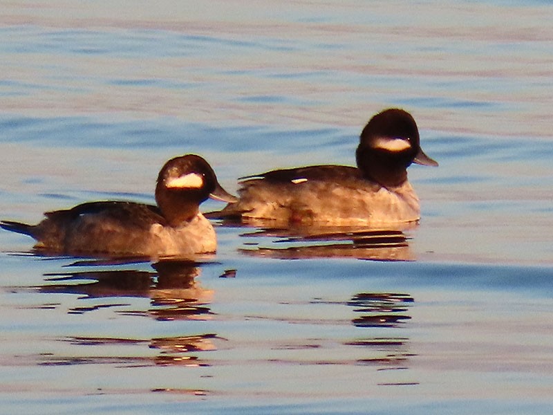 Гоголь малий - ML647479570