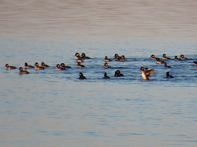 Гоголь малий - ML647479571