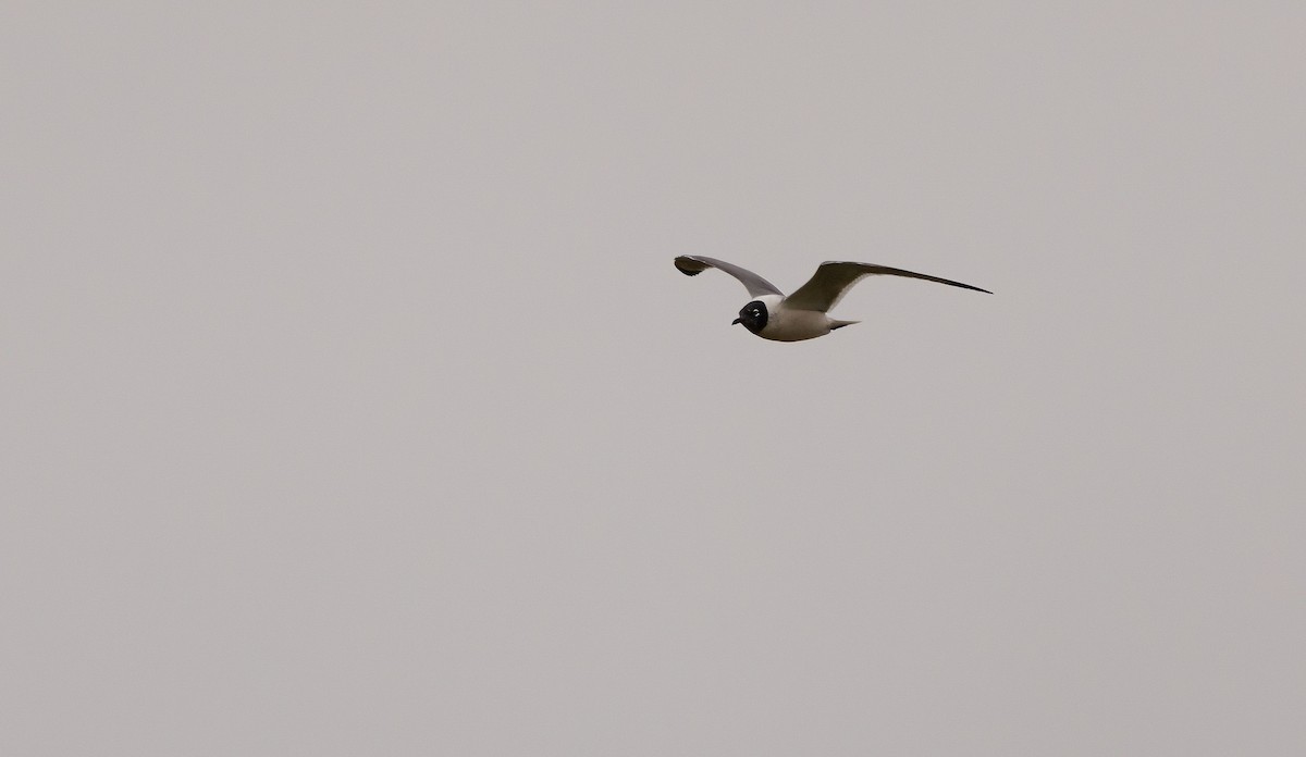 Franklin's Gull - ML647479575