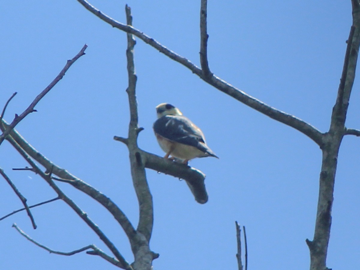 Pearl Kite - ML647479577