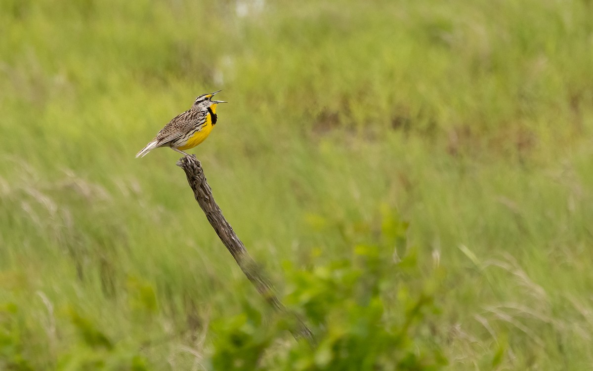 Eastern Meadowlark - ML647479585