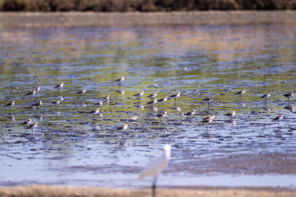 Tibet Cılıbıtı - ML647479590