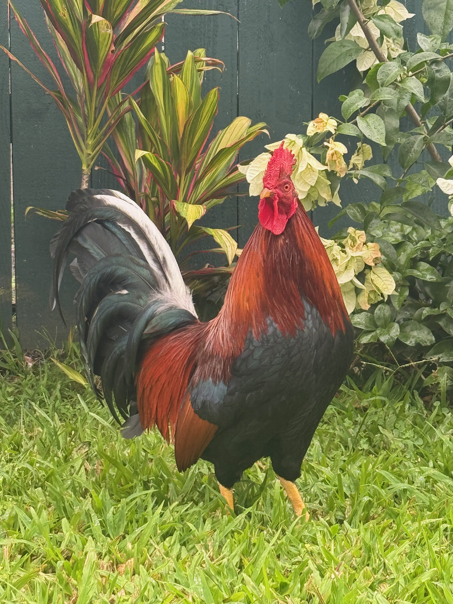 Red Junglefowl (Domestic type) - ML647479601