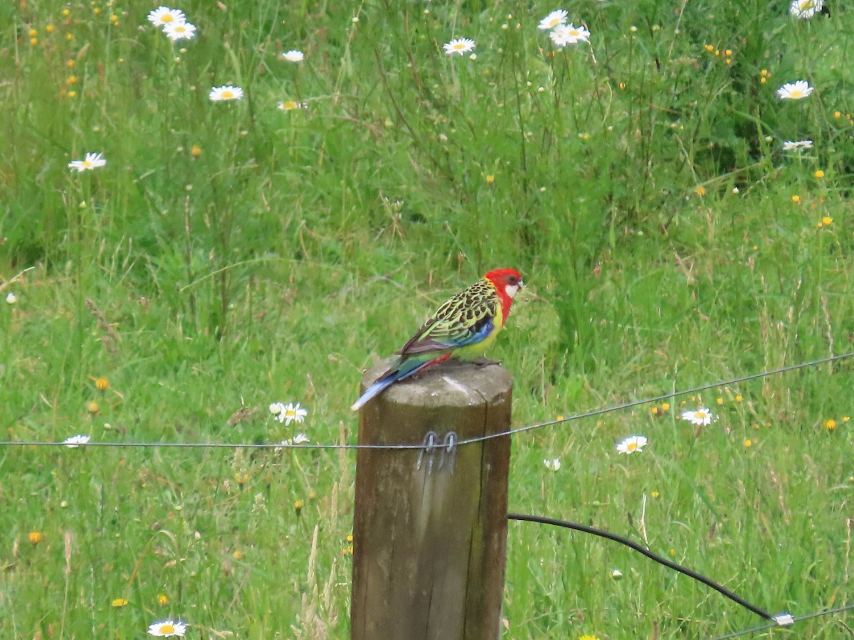 Eastern Rosella - ML647479604