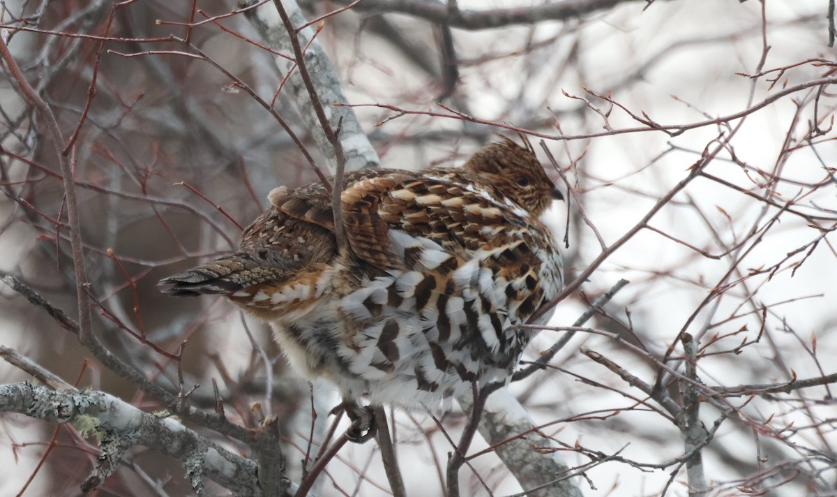 Ruffed Grouse - ML647479606