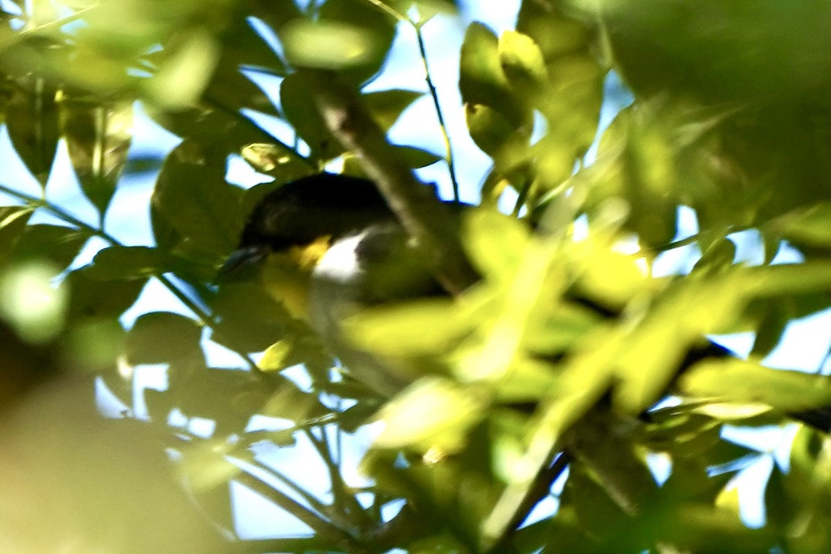 White-naped Brushfinch - ML647479607