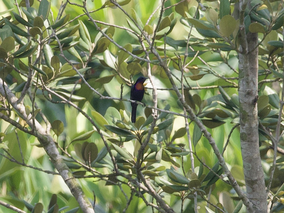 Copper-throated Sunbird - ML647479608