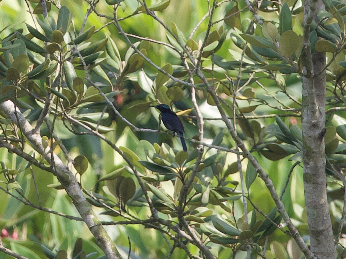 Copper-throated Sunbird - ML647479609