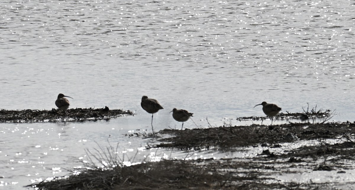 American White Pelican - ML647479610