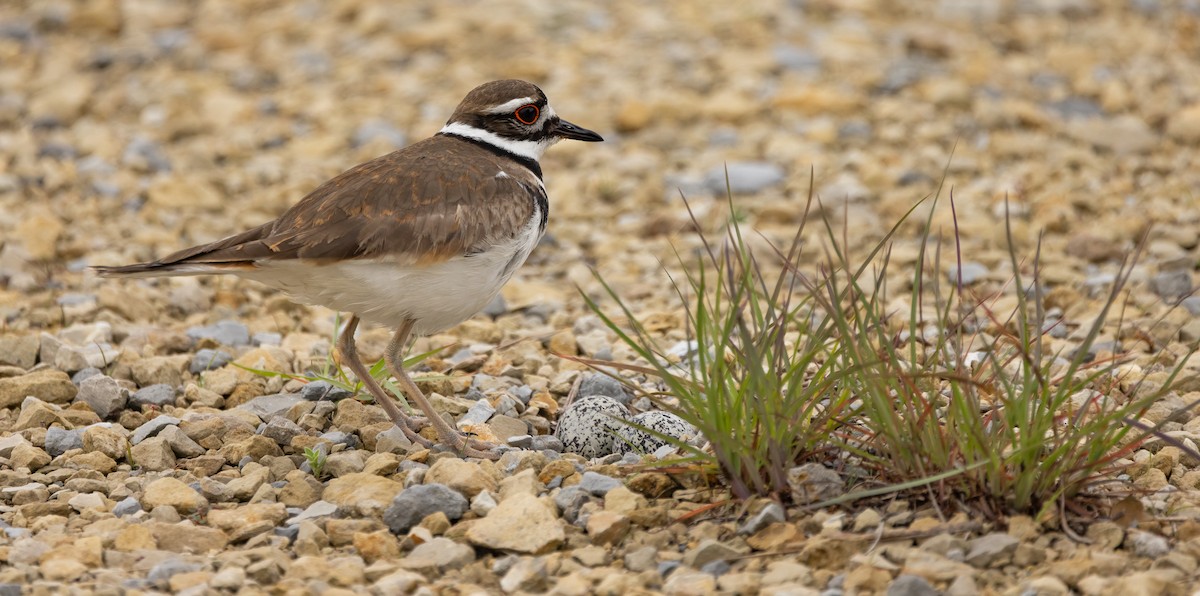 Killdeer - ML647479613