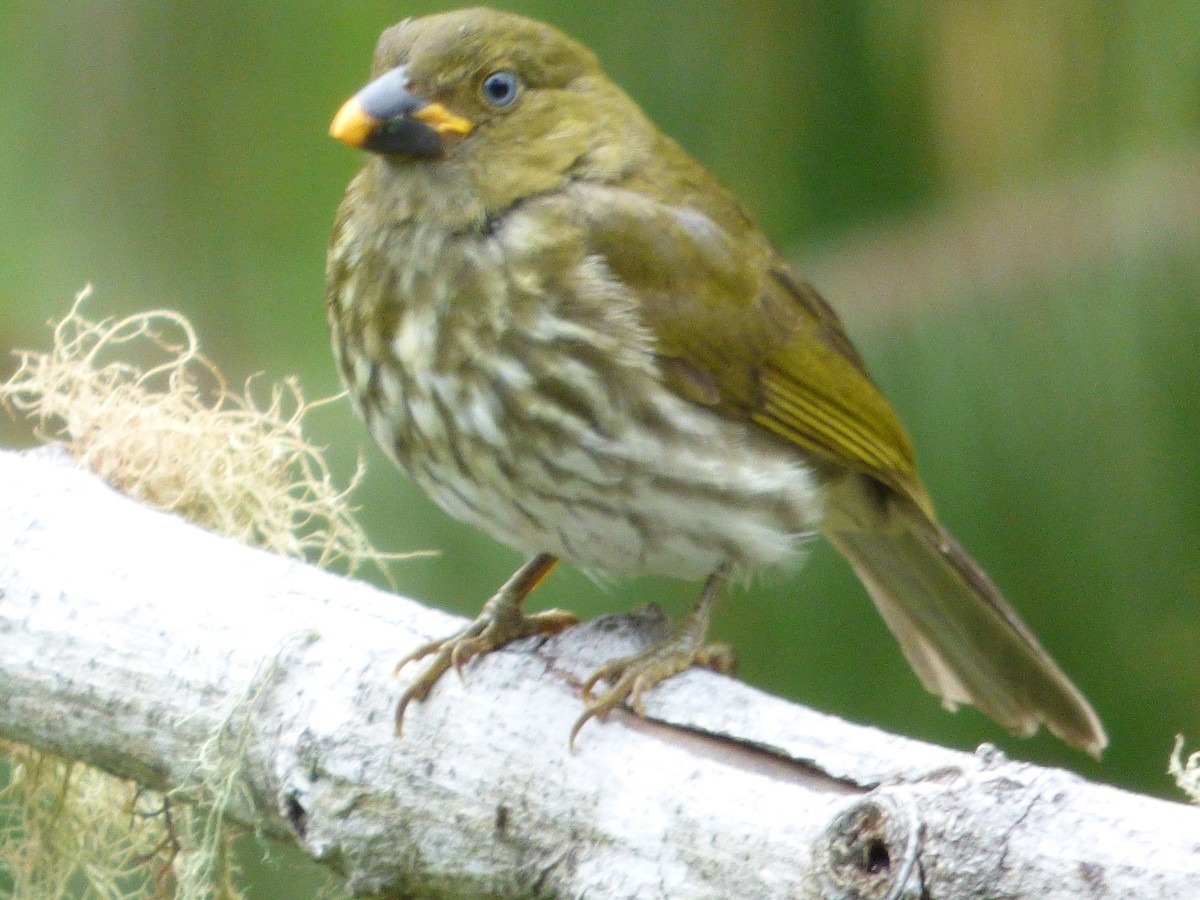Marañon Thrush - ML647479614