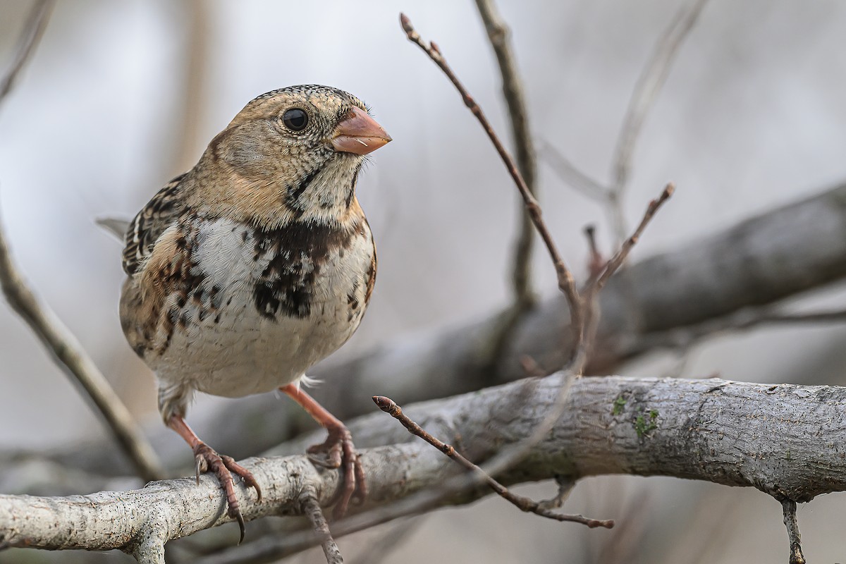 Harris's Sparrow - ML647479616