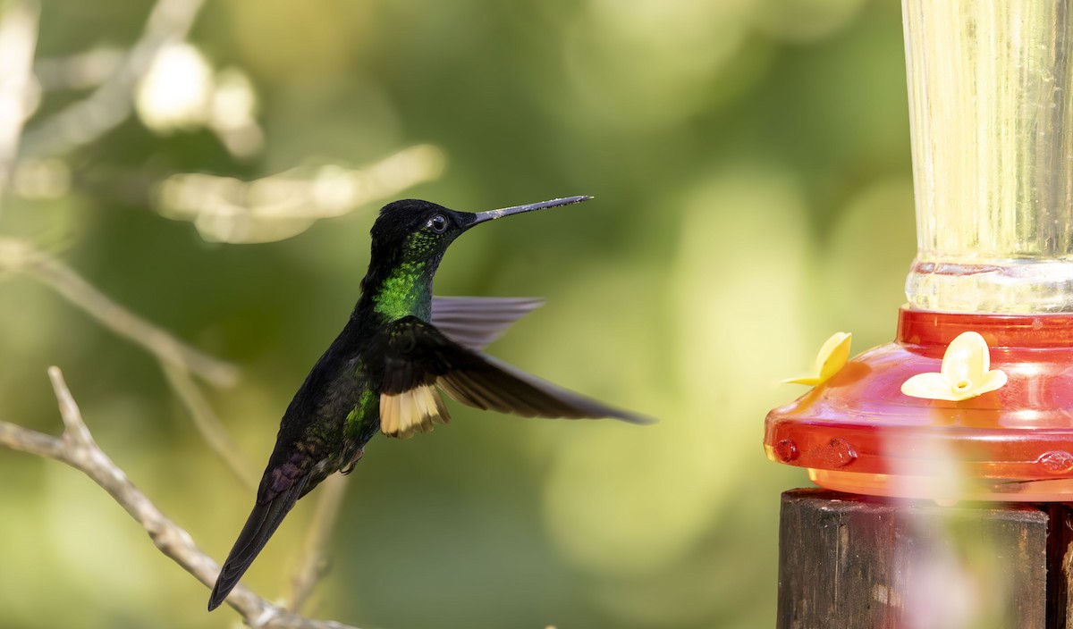 Buff-winged Starfrontlet - ML647479617