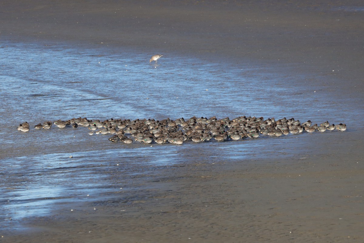 Green-winged Teal - ML647479618