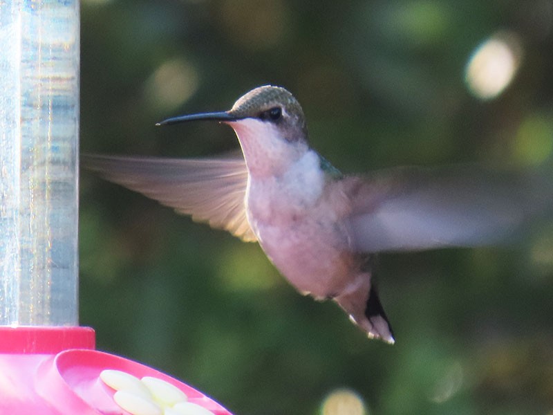 Ruby-throated Hummingbird - ML647479619