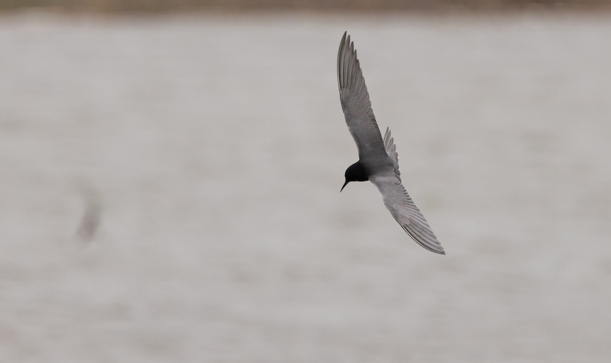 Black Tern - ML647479621
