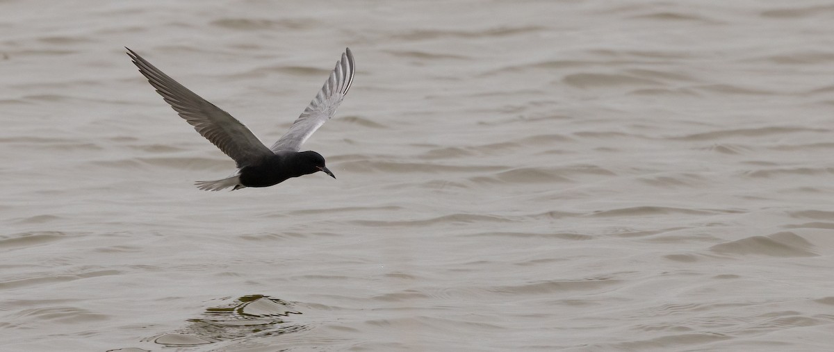 Black Tern - ML647479622
