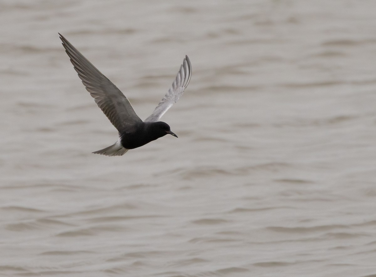 Black Tern - ML647479623