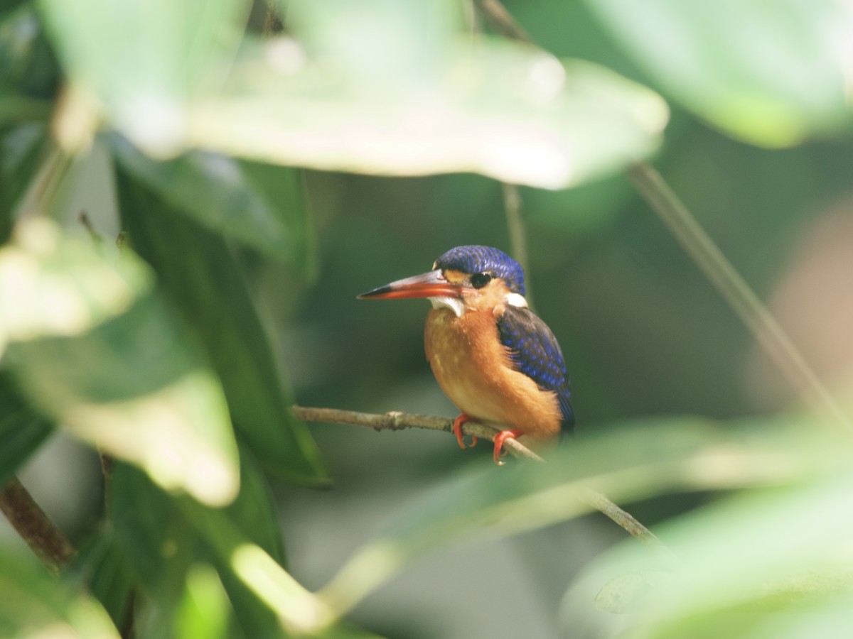 Blue-eared Kingfisher - ML647479625