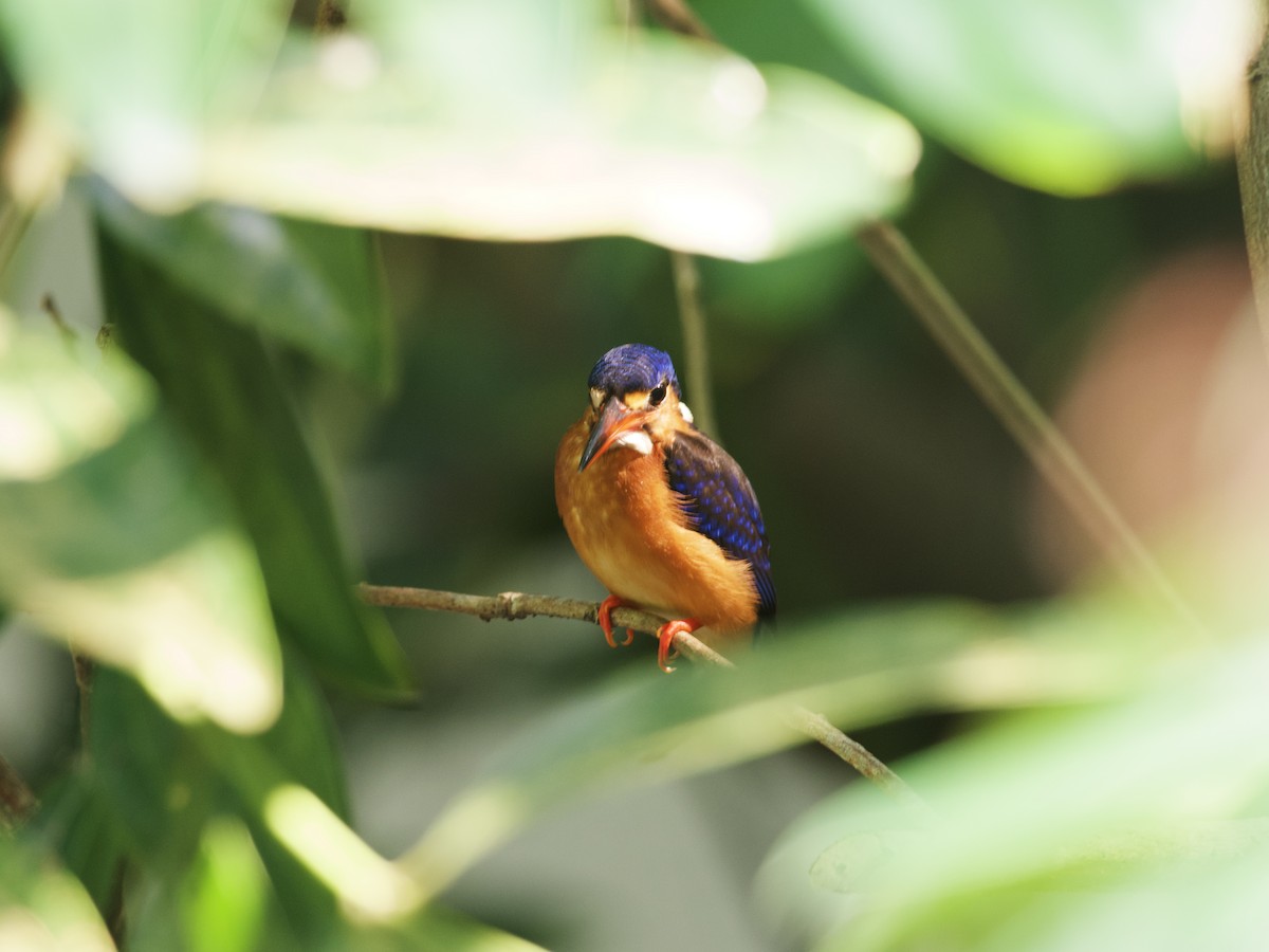 Blue-eared Kingfisher - ML647479626
