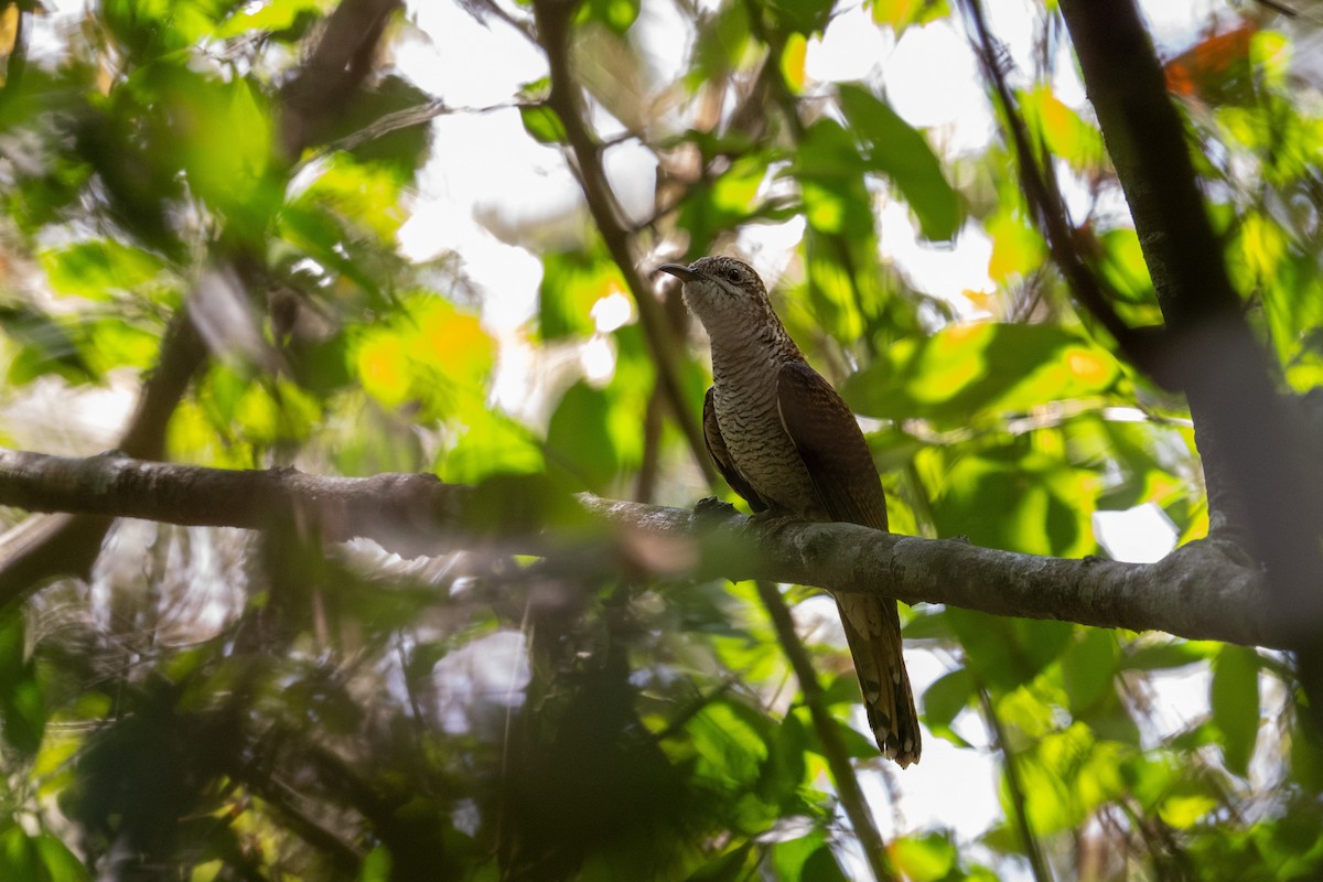 Banded Bay Cuckoo - ML647479627