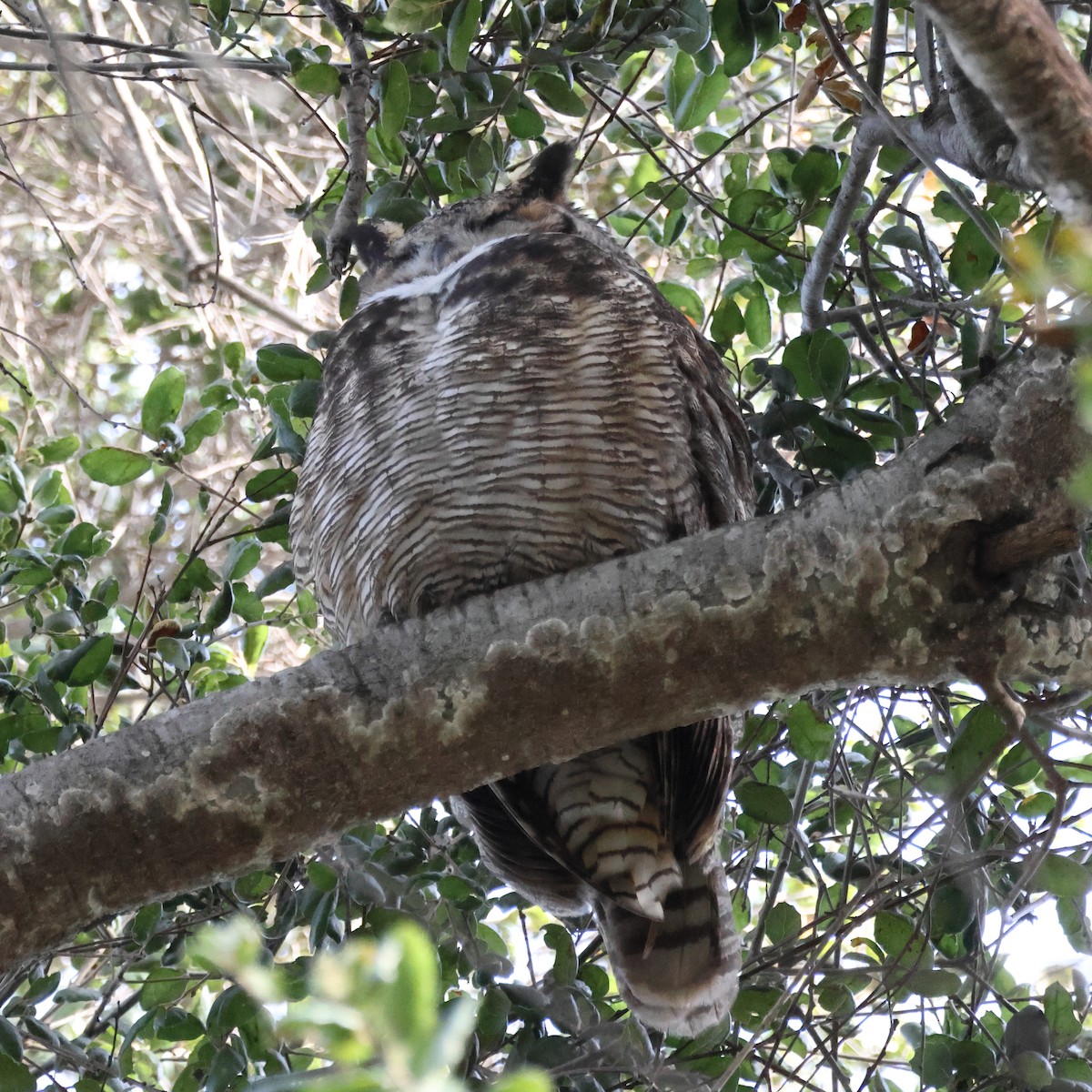 Great Horned Owl - ML647479628