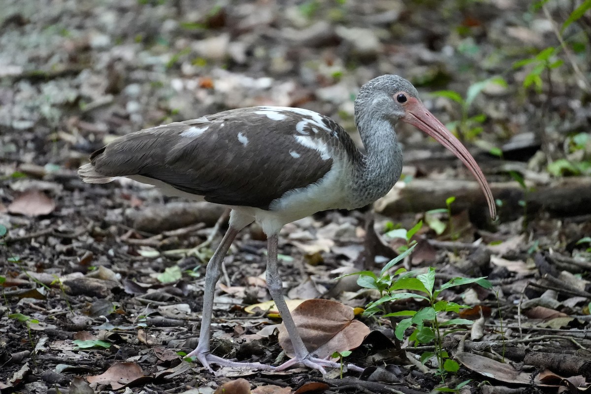 White Ibis - ML647479629