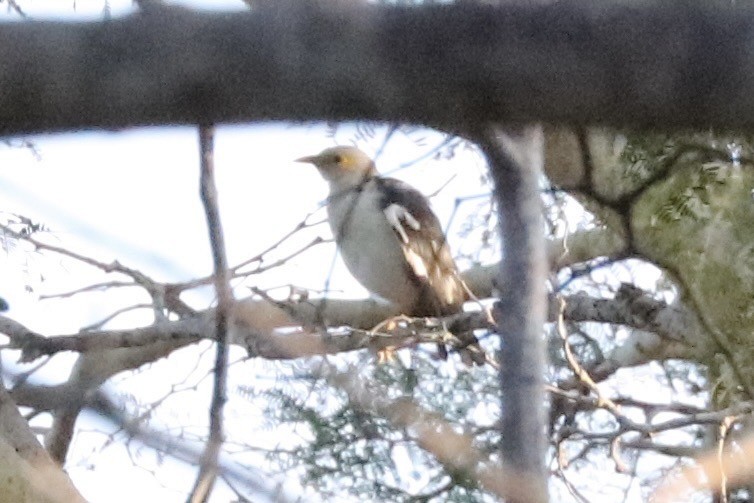 Black-winged Myna - ML647479630