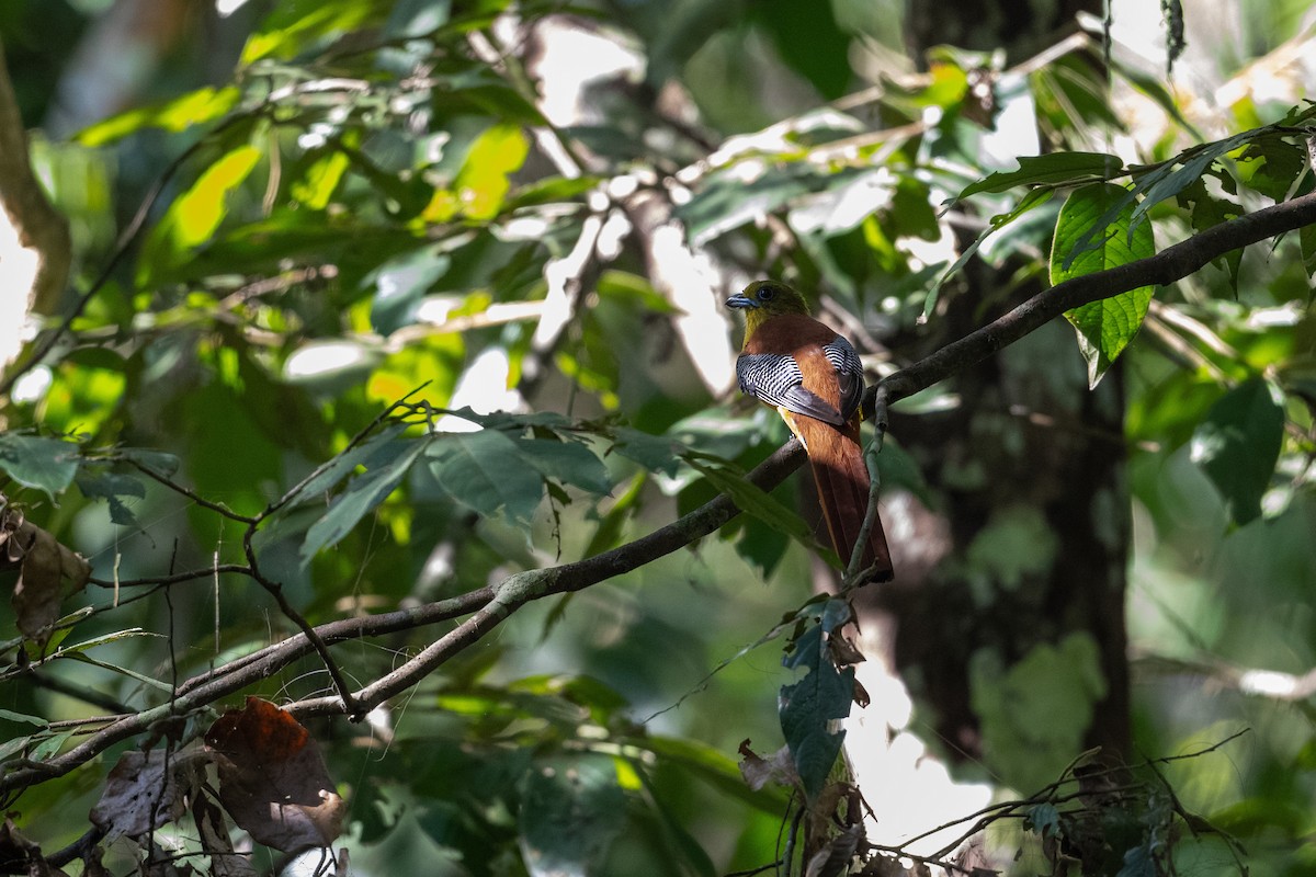 Orange-breasted Trogon - ML647479633