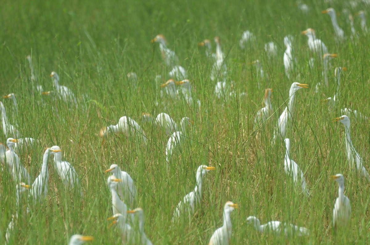 Western Cattle-Egret - ML647479634