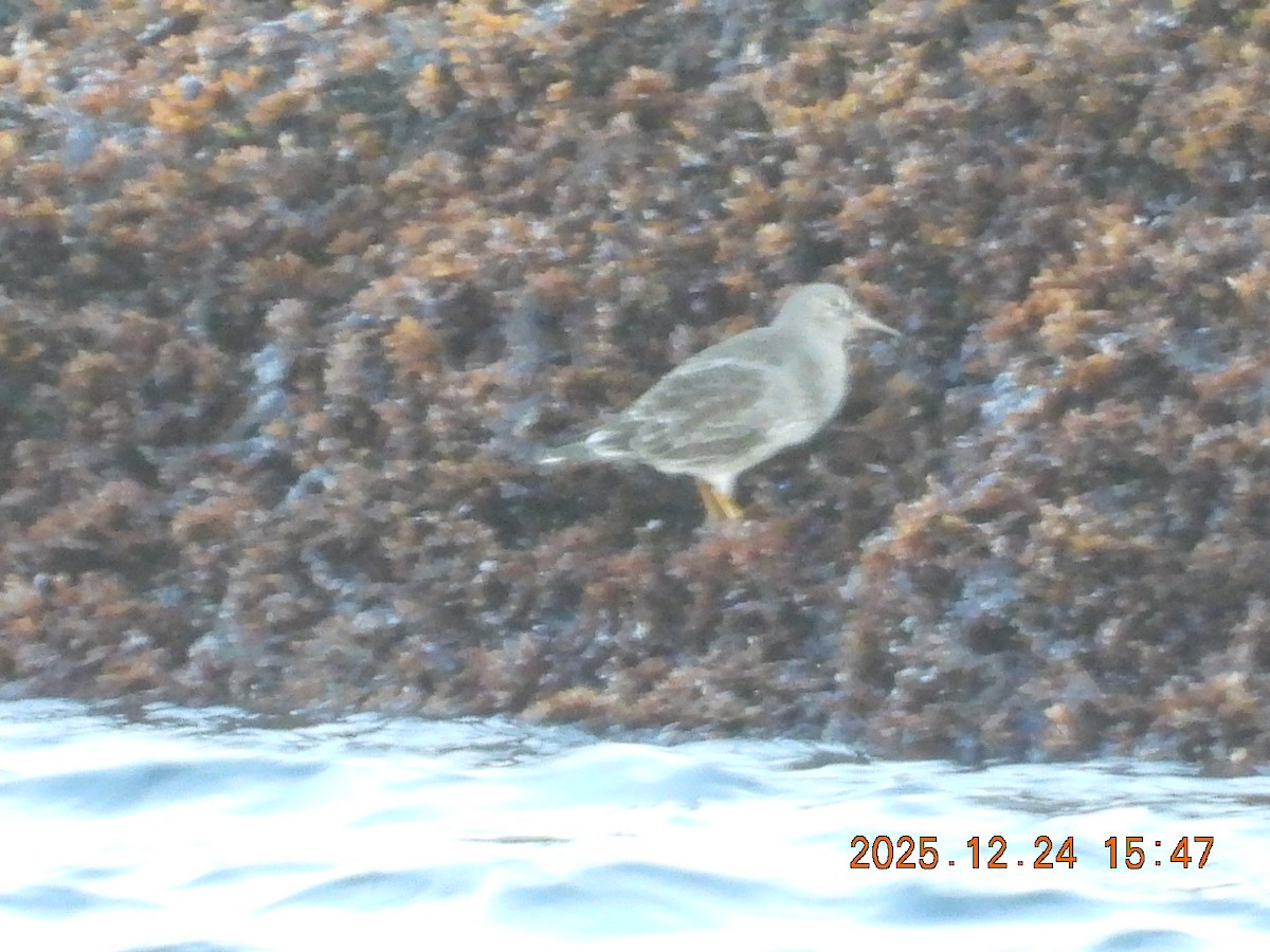 Purple Sandpiper - ML647479635
