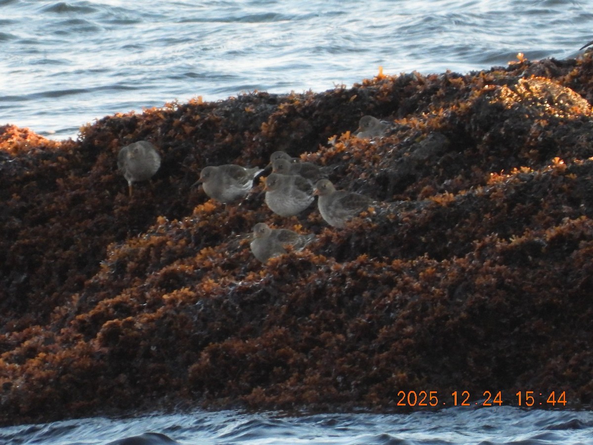 Purple Sandpiper - ML647479636