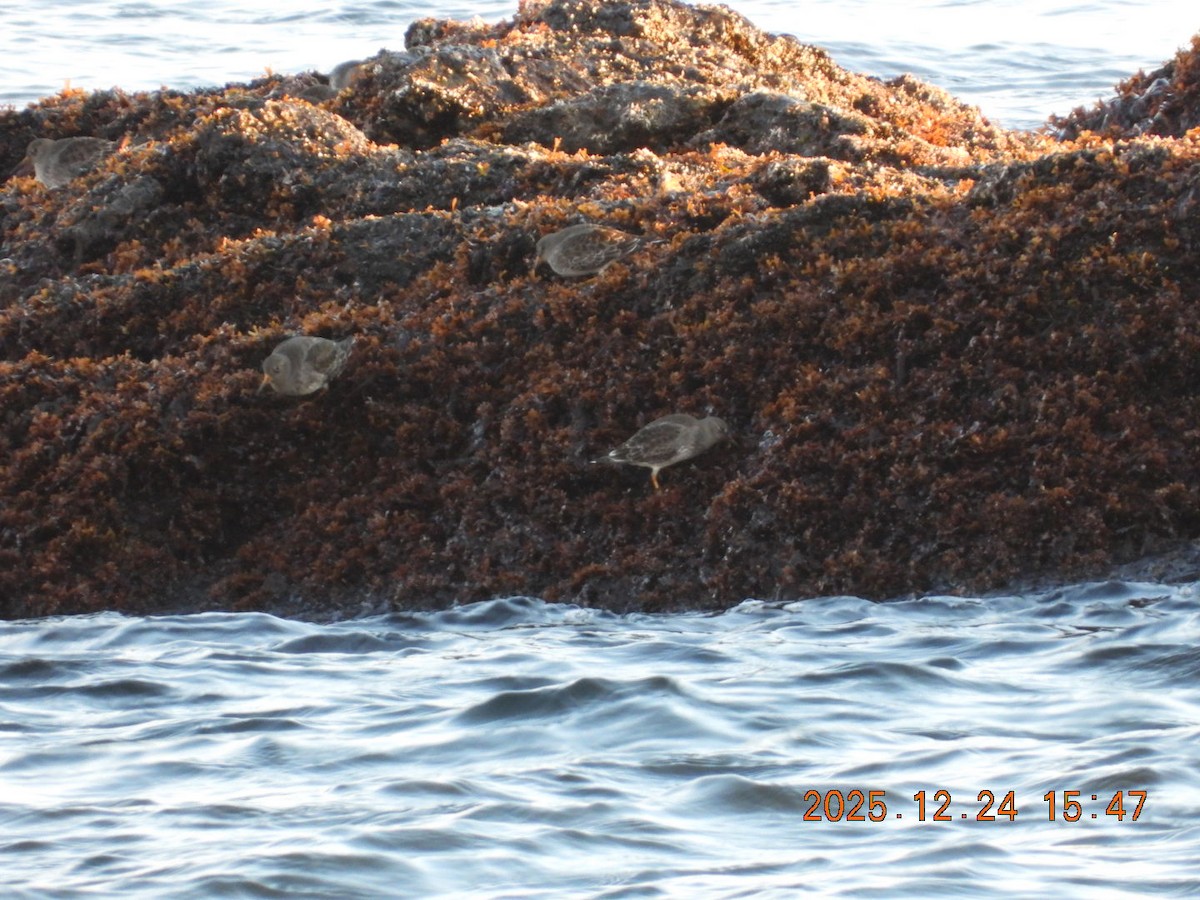 Purple Sandpiper - ML647479637