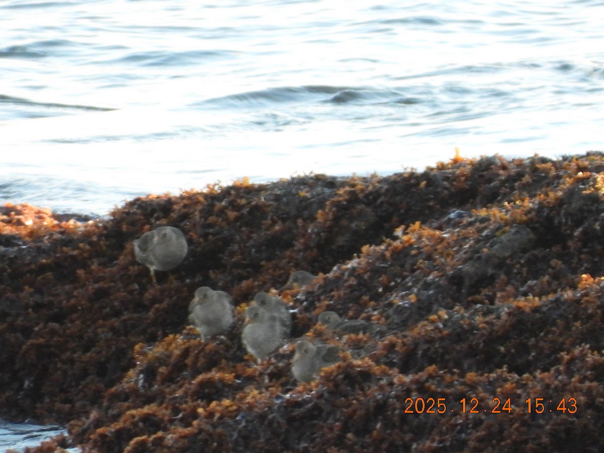 Purple Sandpiper - ML647479638