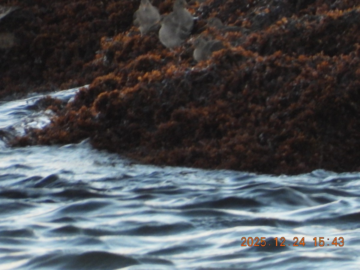 Purple Sandpiper - ML647479639