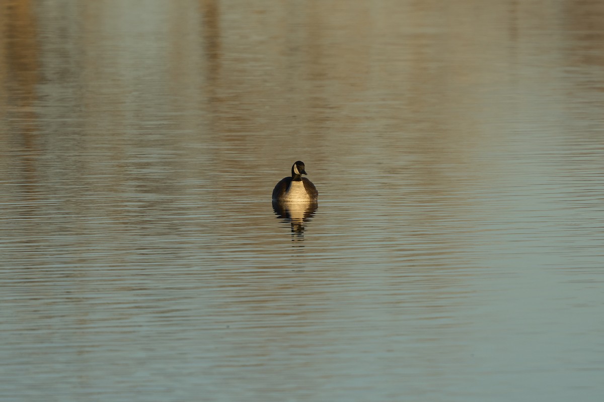 Canada Goose - ML647479640
