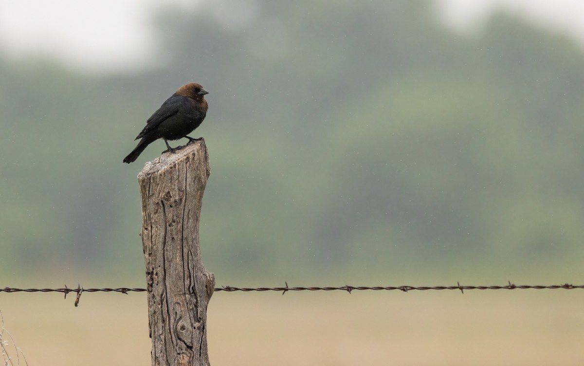 Brown-headed Cowbird - ML647479653