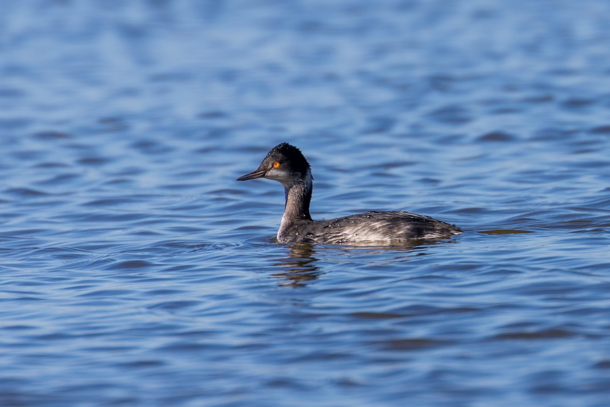 Grèbe à cou noir - ML647479664