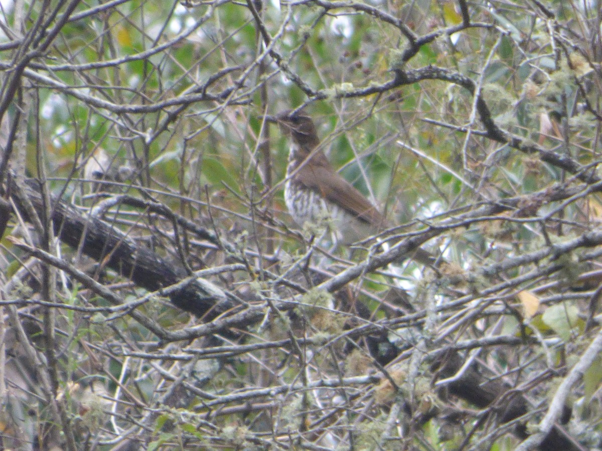 Marañon Thrush - ML647479670