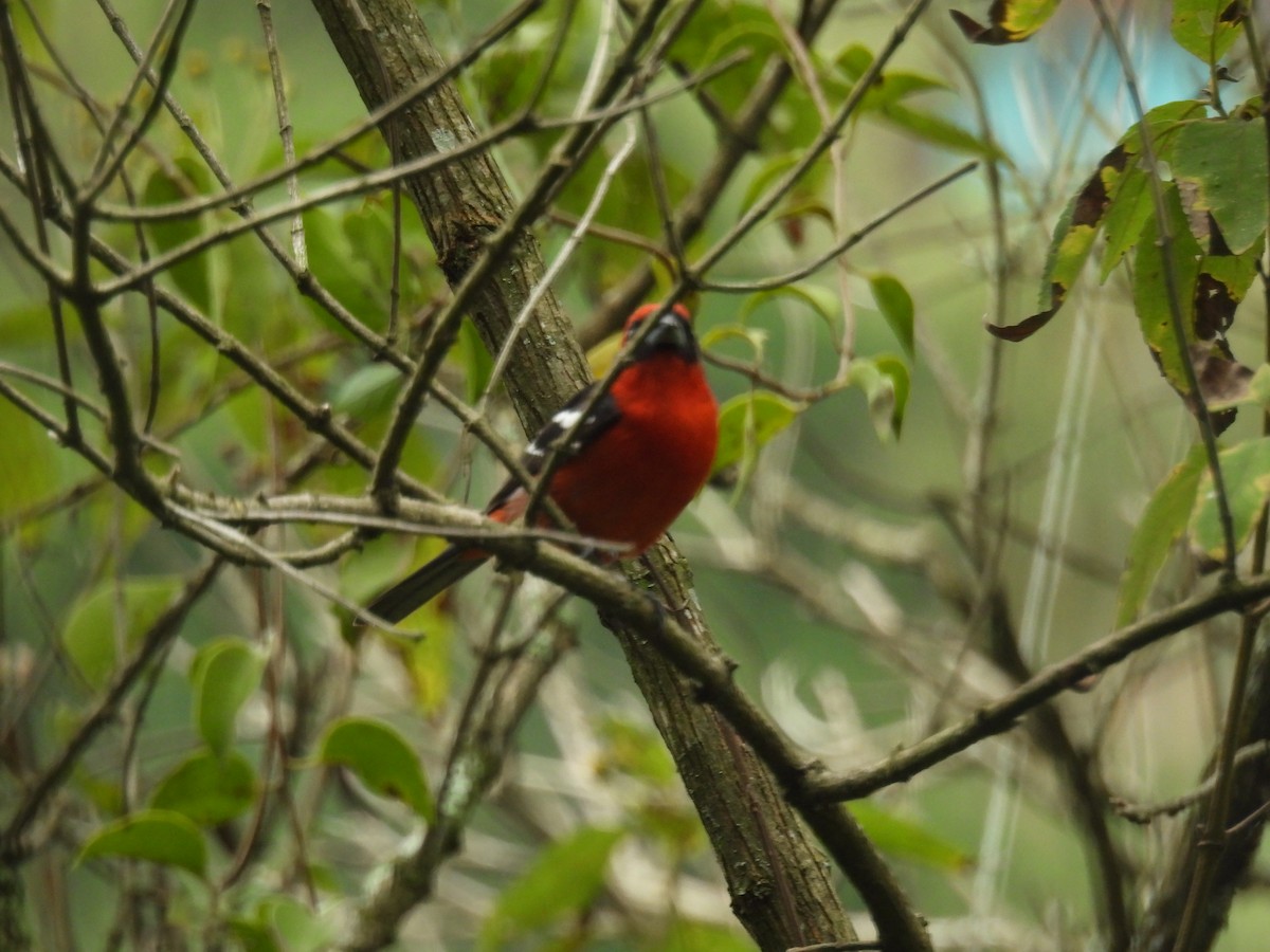 White-winged Tanager - ML647479690
