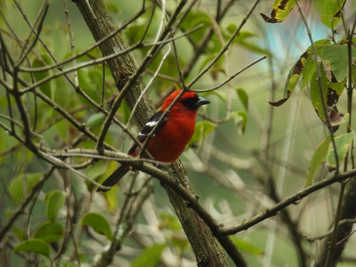 White-winged Tanager - ML647479691