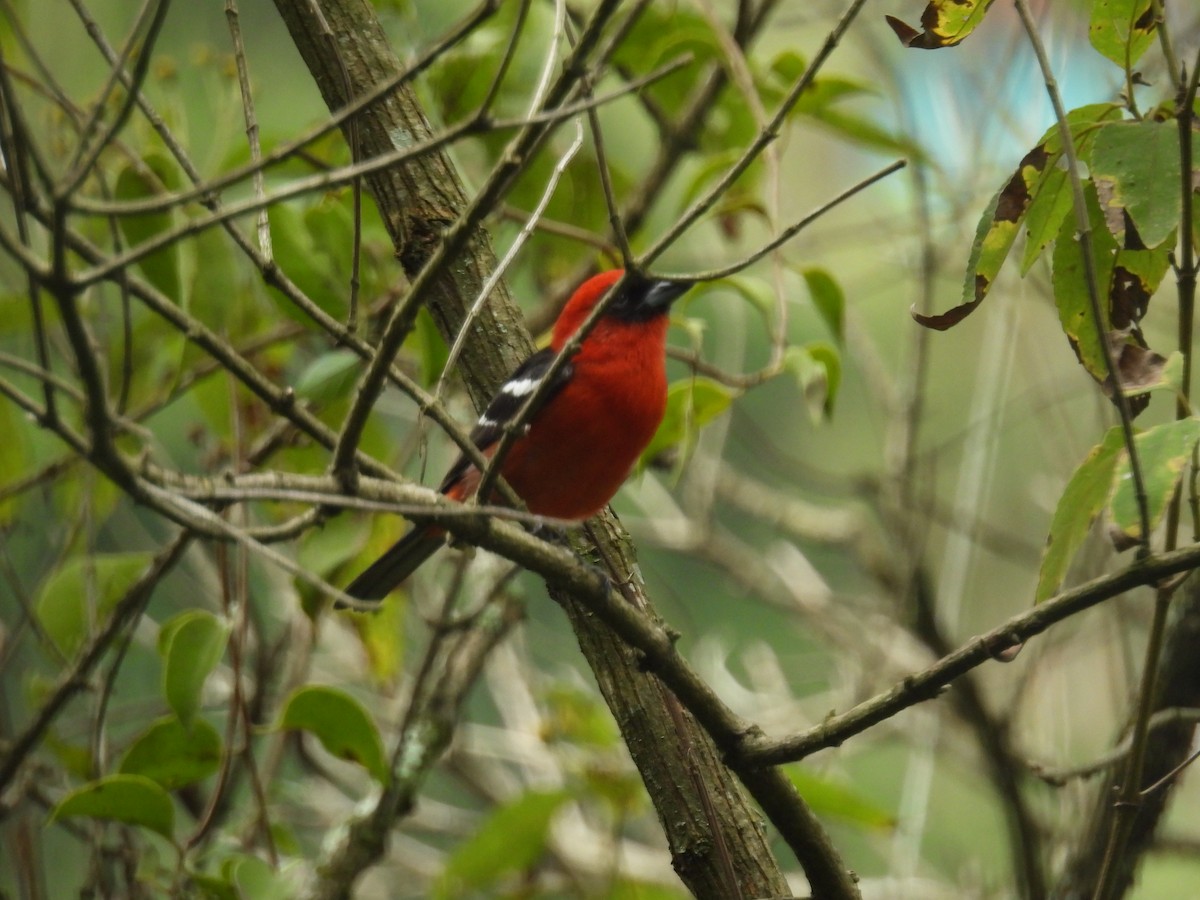White-winged Tanager - ML647479693