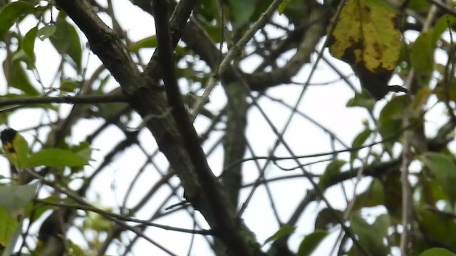 Піранга білокрила - ML647479694