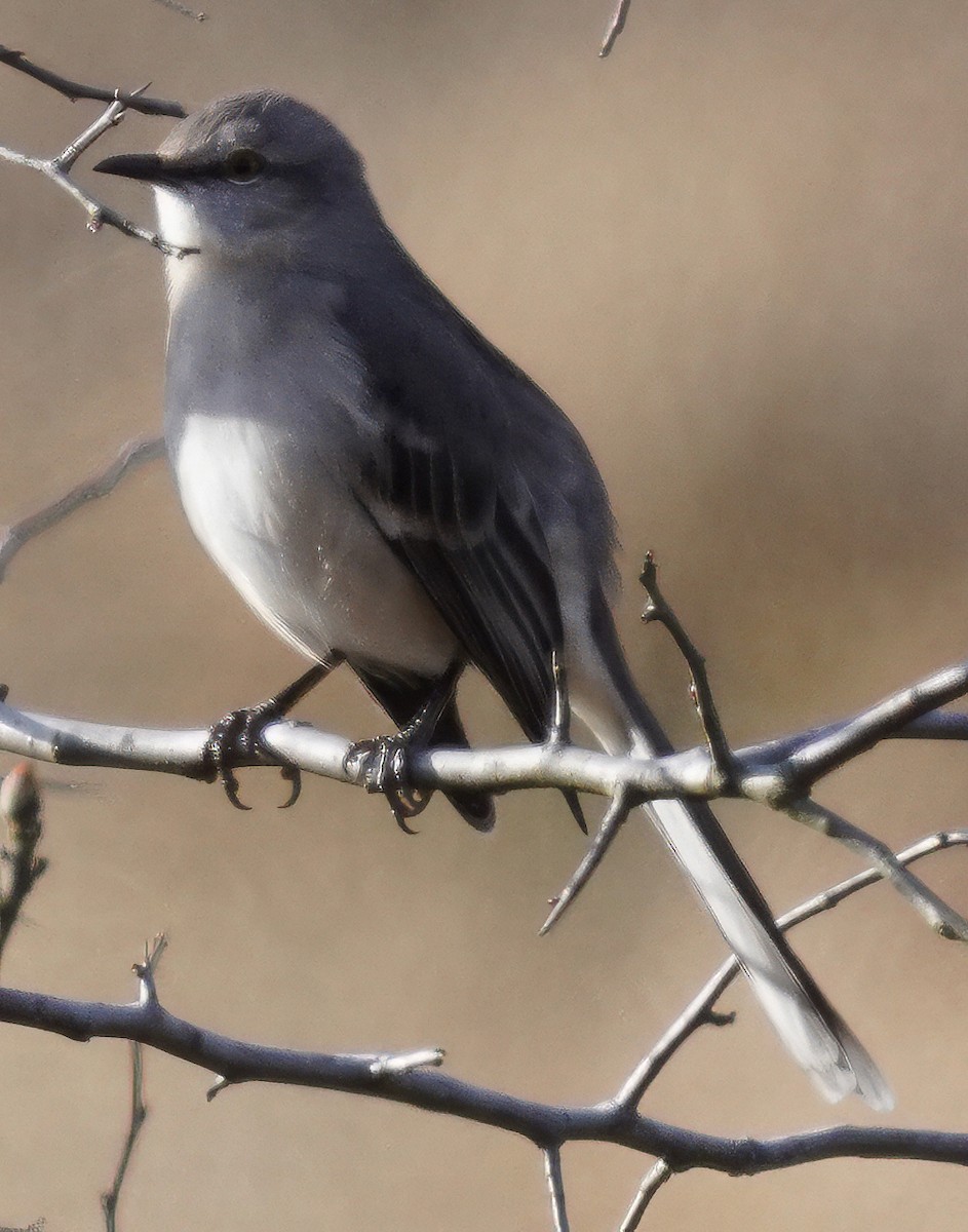 Northern Mockingbird - ML647479700
