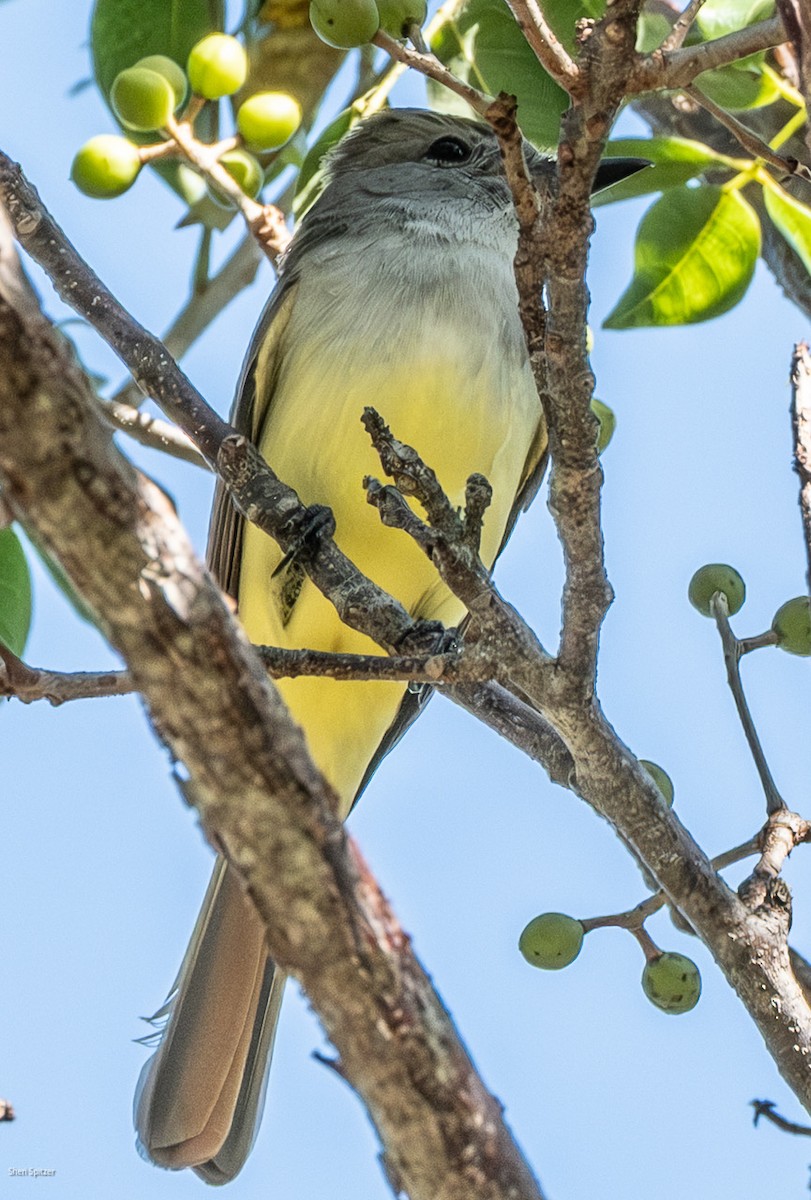 Tyran de Wied - ML647479703